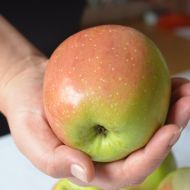 Саджанець Яблуня Флоріна